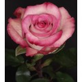 Roses - Classic Cezanne